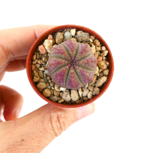 Euphorbia obesa PINK GREY SAB2