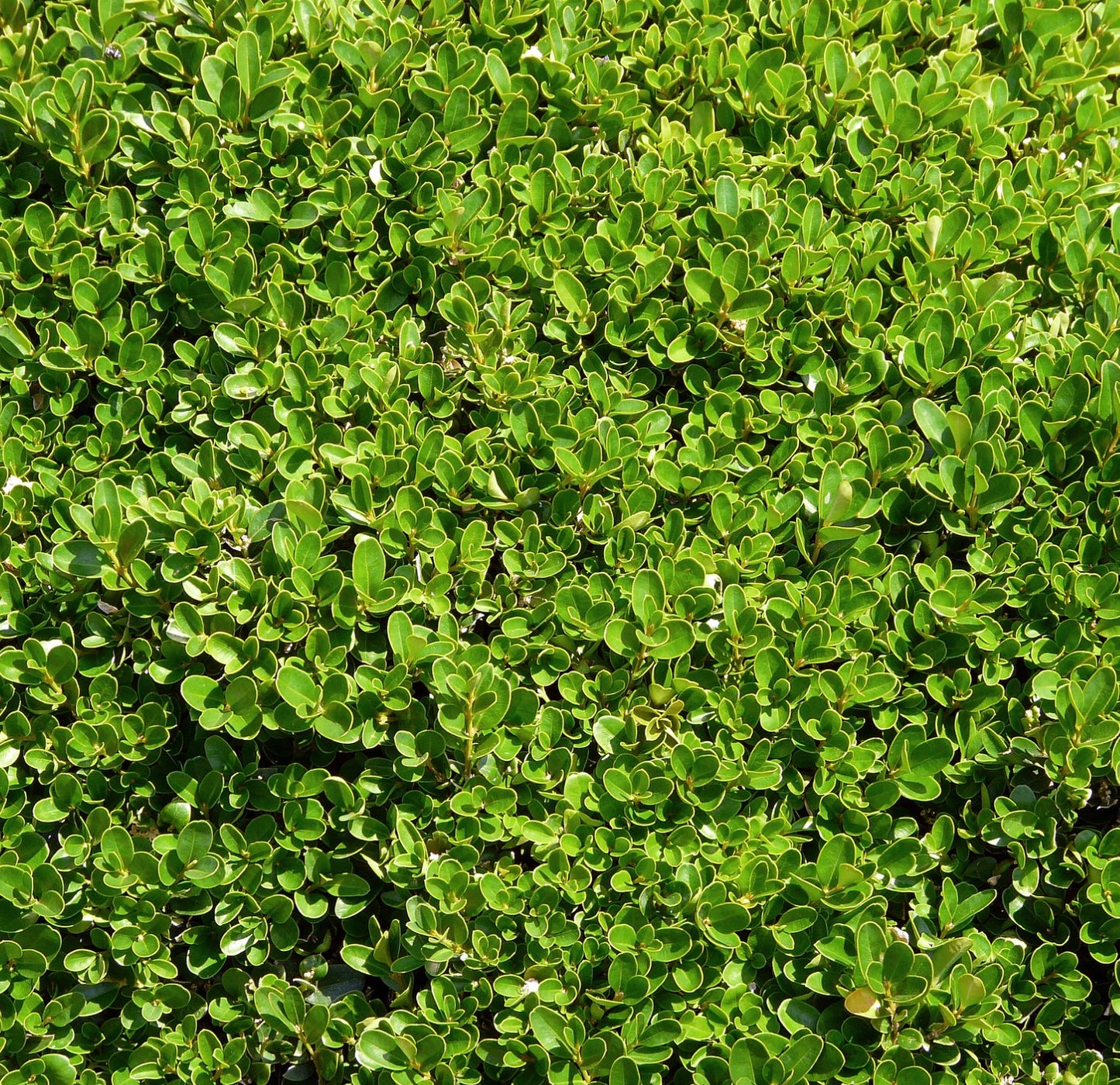 Buxus sempervirens 160-200cm