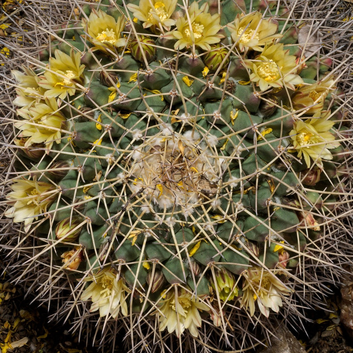 Mammillaria freudenbergeri SEEDS