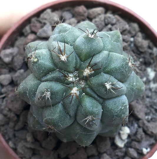 Copiapoa cinerea KIKKO GREEN X Copiapoa hypogaea CSF4