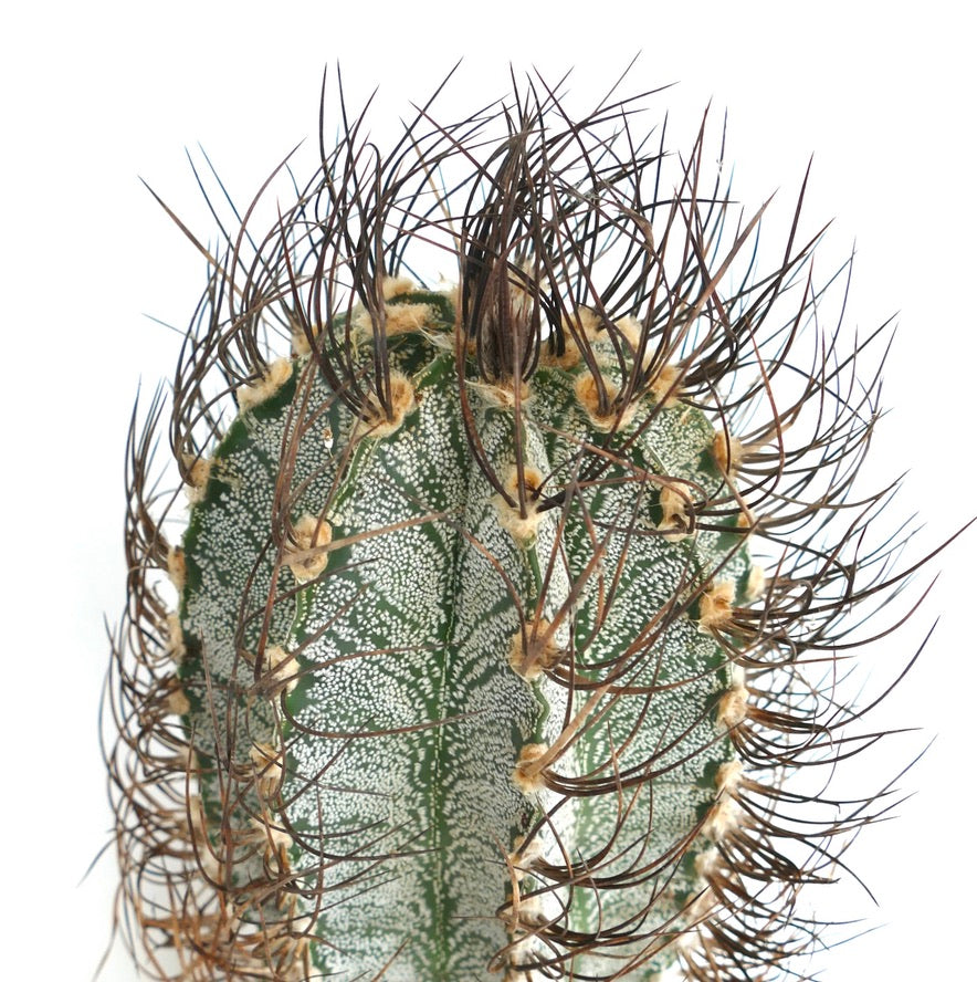 Astrophytum capricorne (Mina, Nuevo León) OPUT7