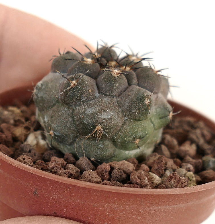 Copiapoa cinerea x hypogaea N23