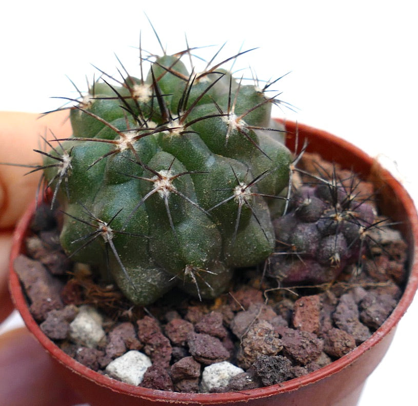 Copiapoa cinerea x atacamensis (2 seeldings) SAB22