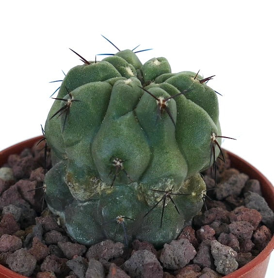 Copiapoa cinerea GREEN X hypogaea 50P