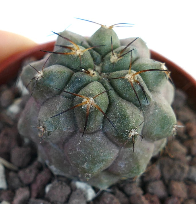 Copiapoa cinerea KIKKO X Copiapoa hypogaea PF3