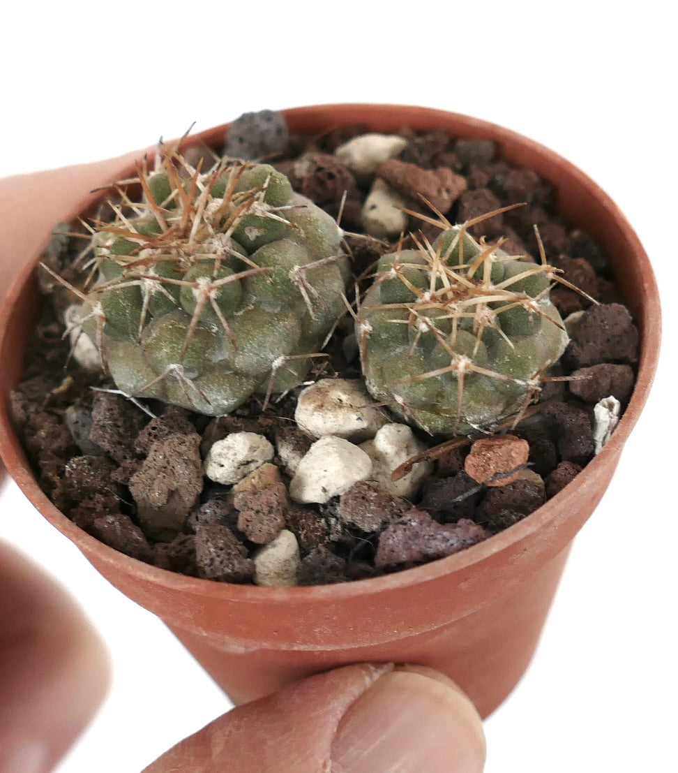 Copiapoa serpentisulcata (2 seedlings) K37