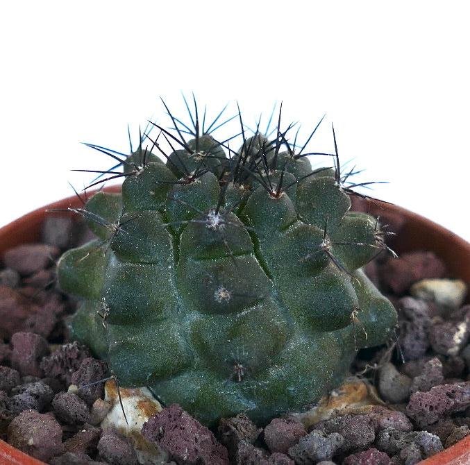 Copiapoa atacamensis ING16I