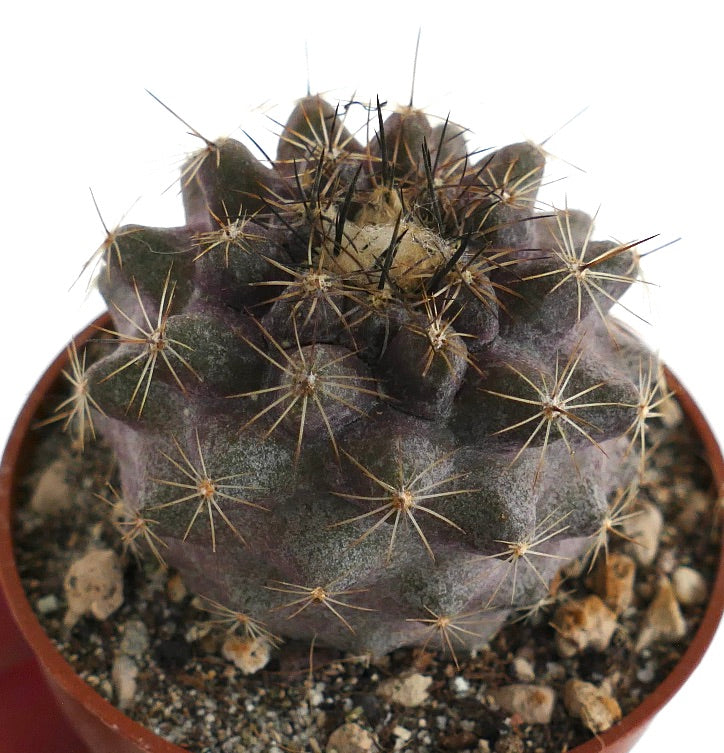 Copiapoa humilis XM2