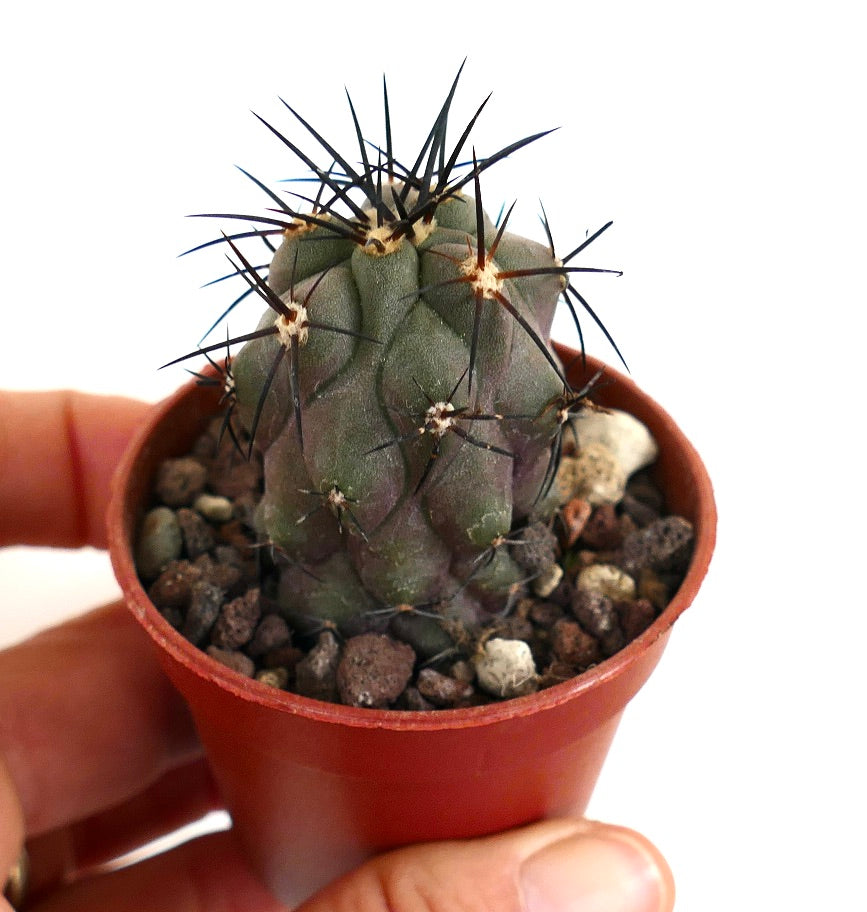 Copiapoa cinerea X griseoviolacea 1R2