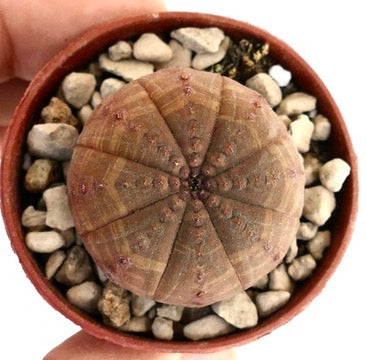 Euphorbia obesa succulenta con corpo arrotondato segmentato e tonalità marrone-arancioni
