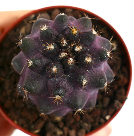 Copiapoa griseoviolacea XP3