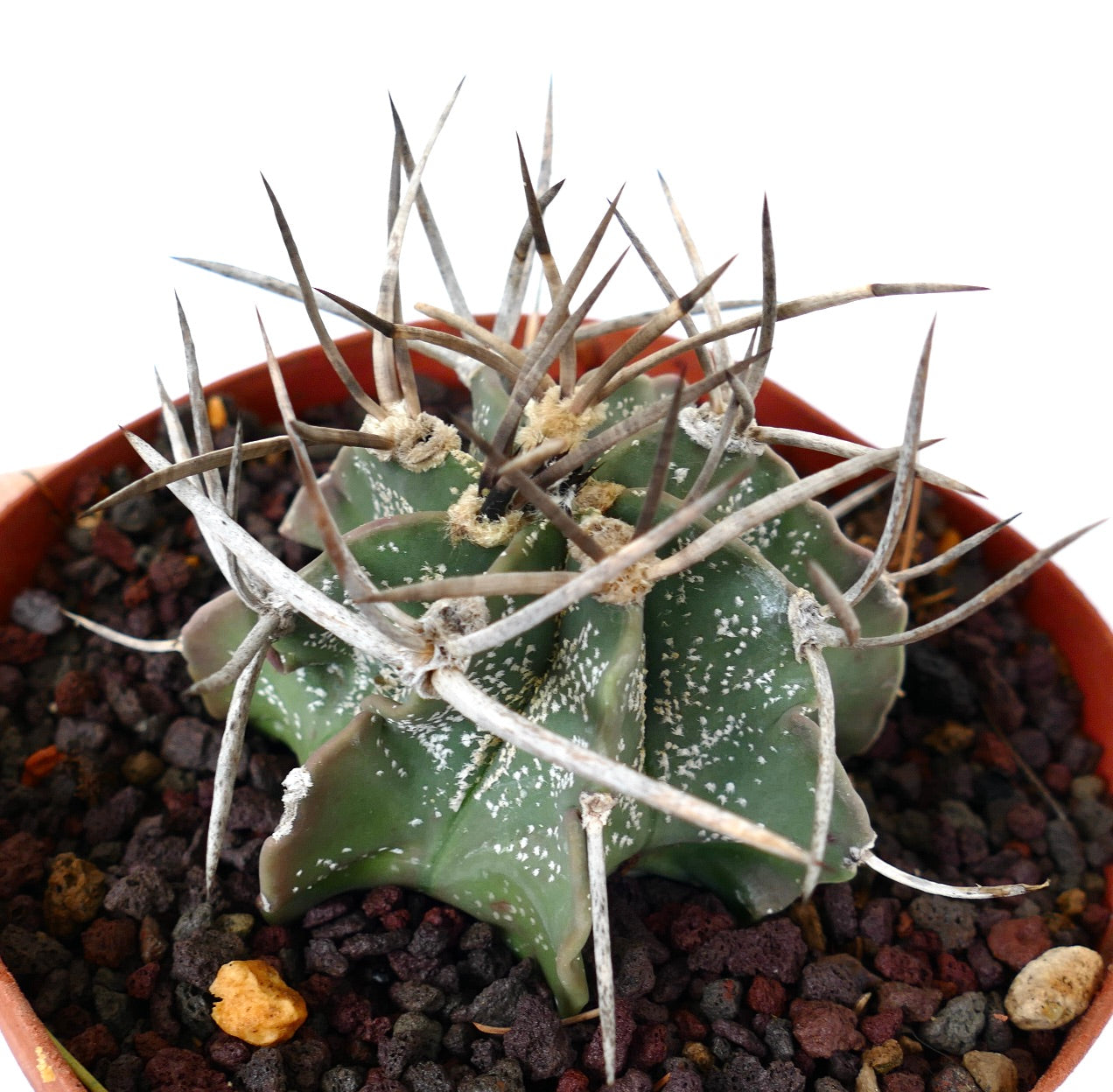 Astrophytum capricorne cv BUFFALO (syn. Taiho-gyoku) RM2