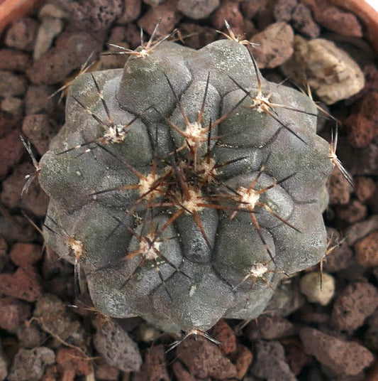 Copiapoa cinerea X atacamensis P6