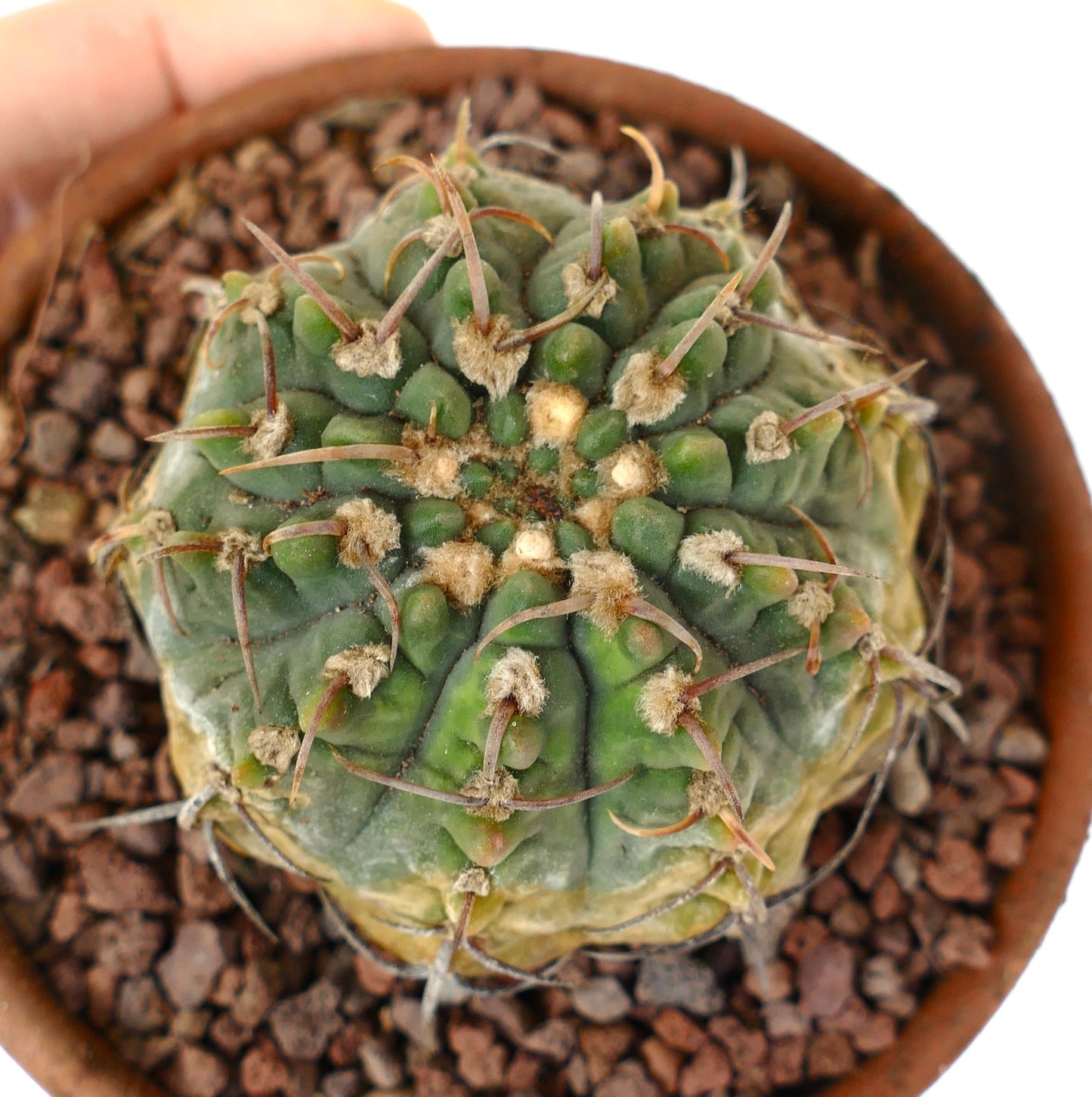 Gymnocalycium vatteri M4