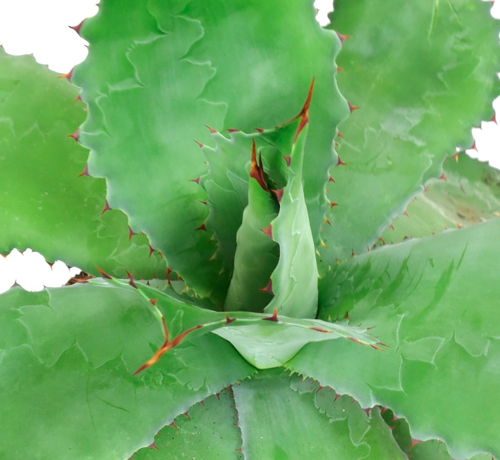 Agave ovatifolia x bovicornuta GREEN (Mr. Corsi HYBRID) 1