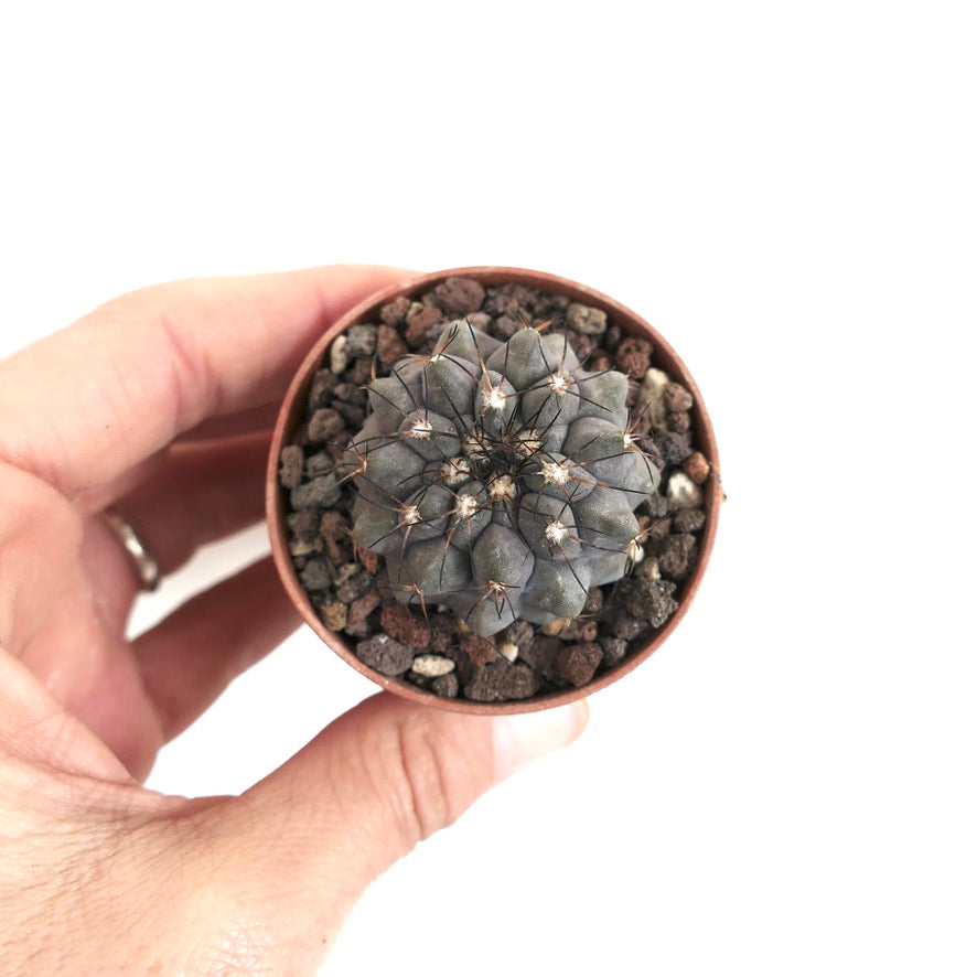 Copiapoa cinerea form KIKKO X serpentisulcata D9MN