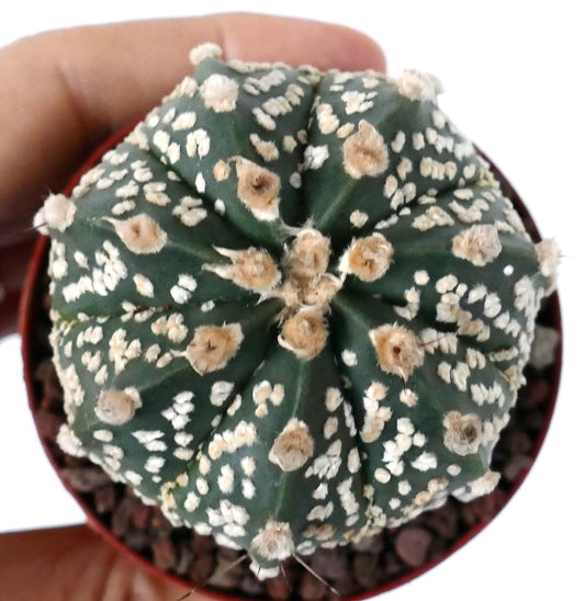 Astrophytum cv ONZUKA x SUPERKABUTO NN77