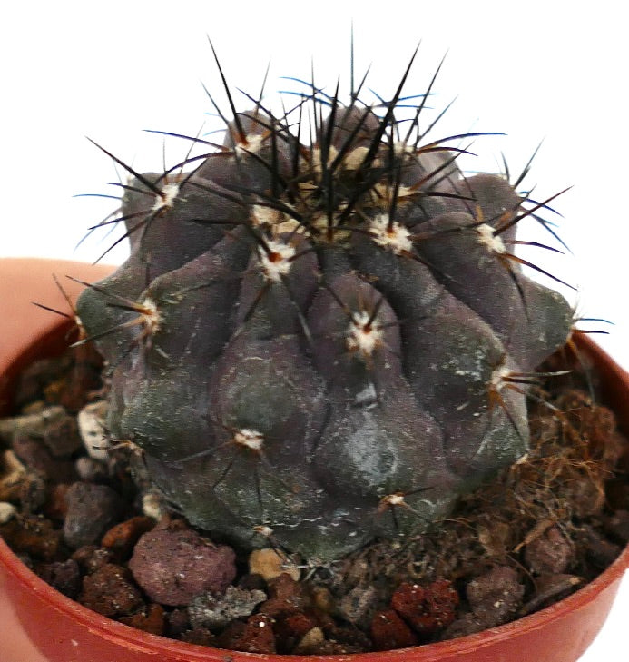 Copiapoa cinerea X griseoviolacea AQ7