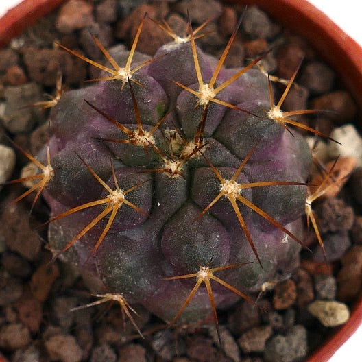 Copiapoa griseoviolacea X serpentisulcata 28M