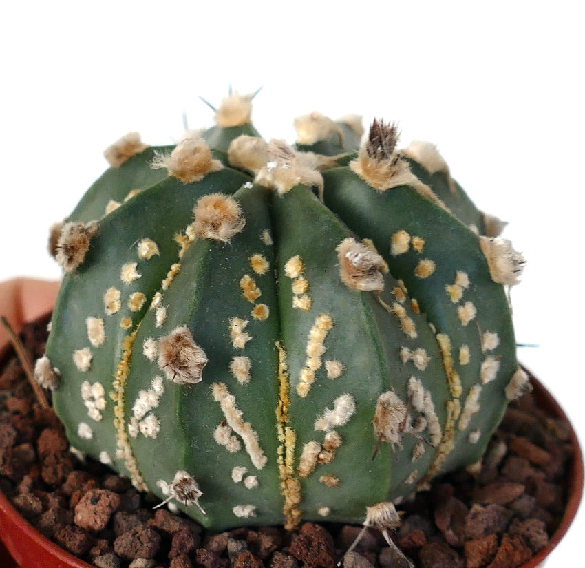 Astrophytum asterias OIBBO x SUPERKABUTO GOLDEN C274