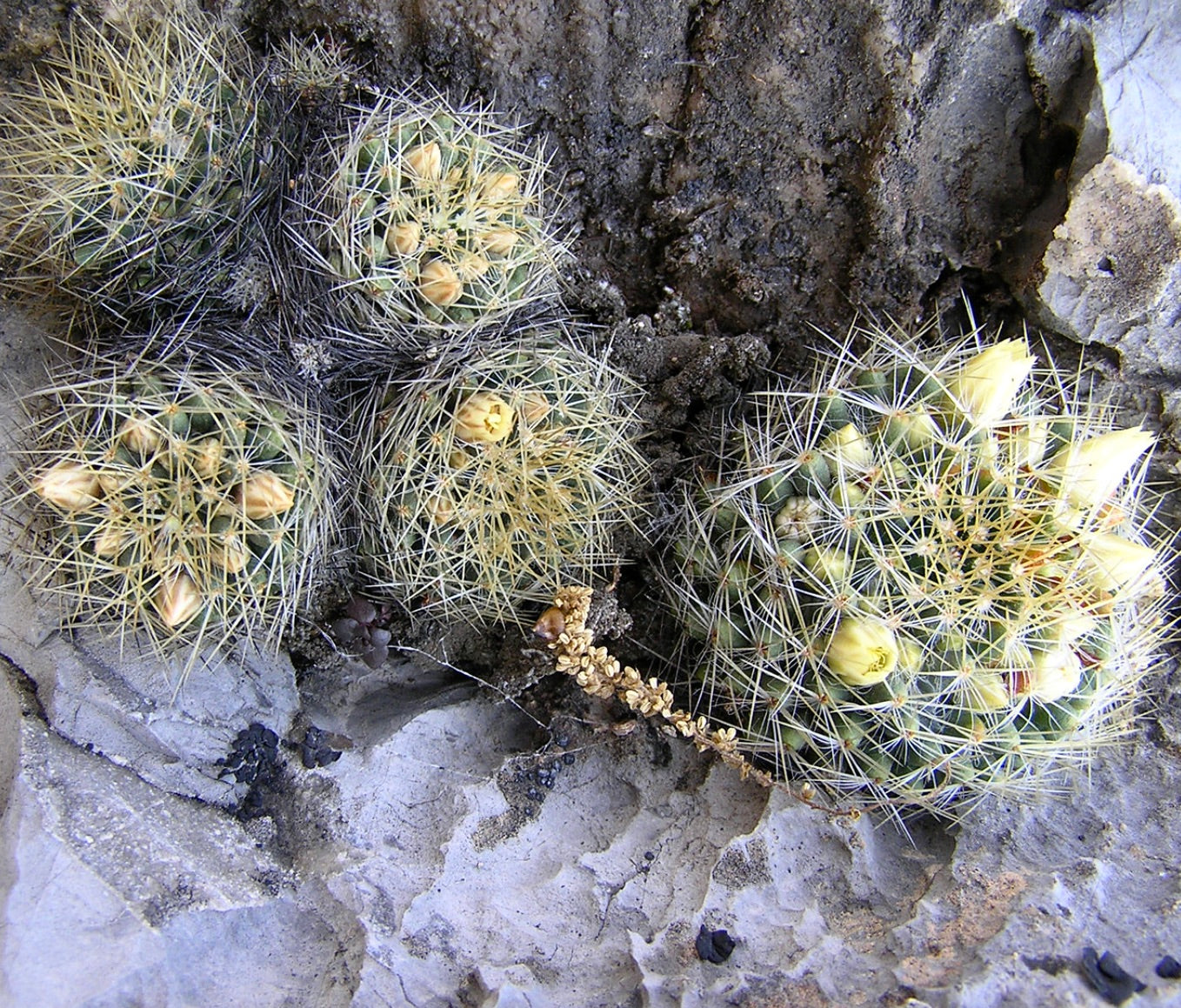 Mammillaria picta SEMI