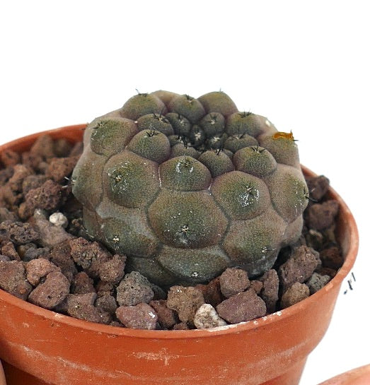 Copiapoa hypogaea JSM74