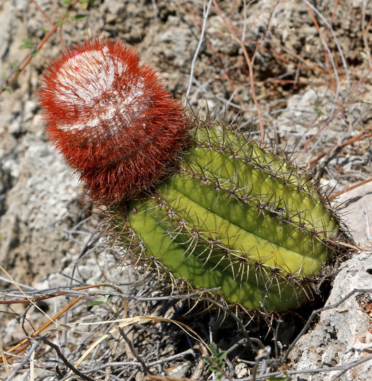 Melocactus matanzanus CL986 SEEDS