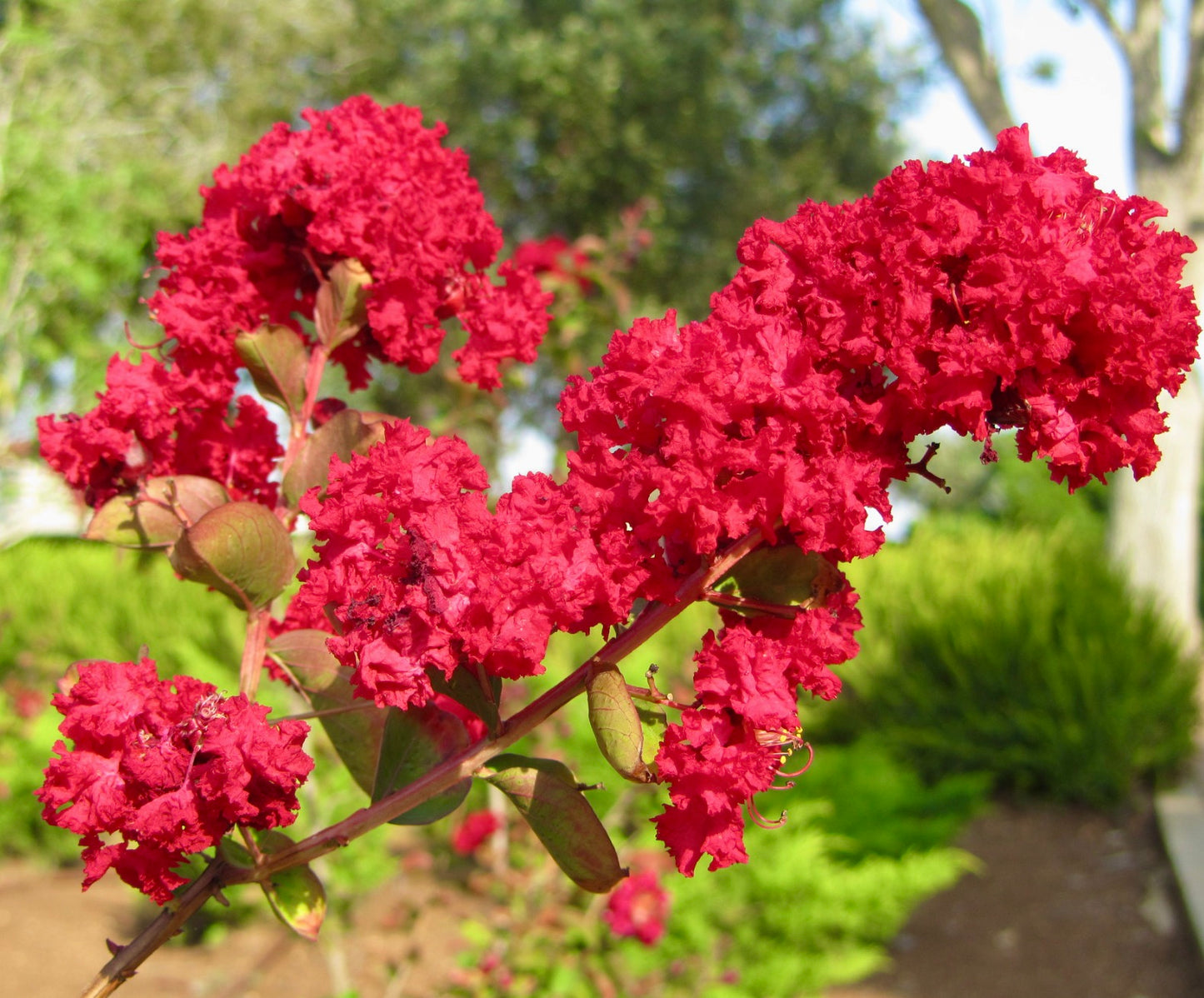 Lagerstroemia indica cv DYNAMITE RED FLOWER 100-120cm