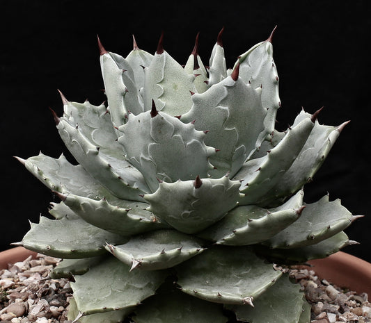 Agave potatorum form minima 8-10 cm