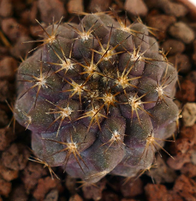 Copiapoa cinerea X Copiapoa goldii J683