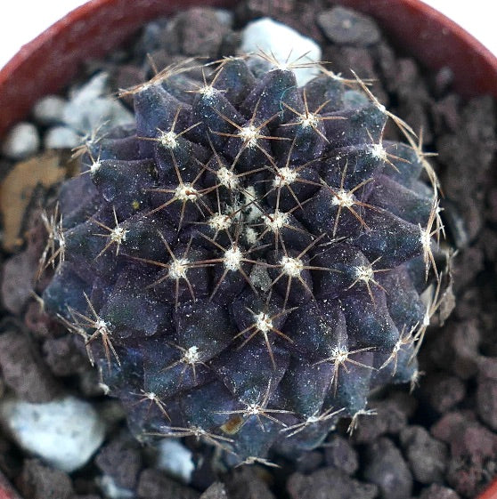 Copiapoa tenuissima ANTOFAGASTA JIM60