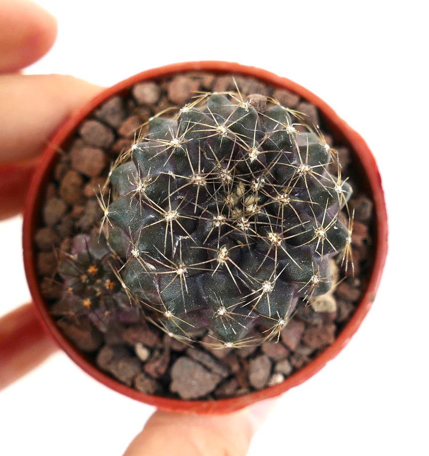 Copiapoa humilis DN8