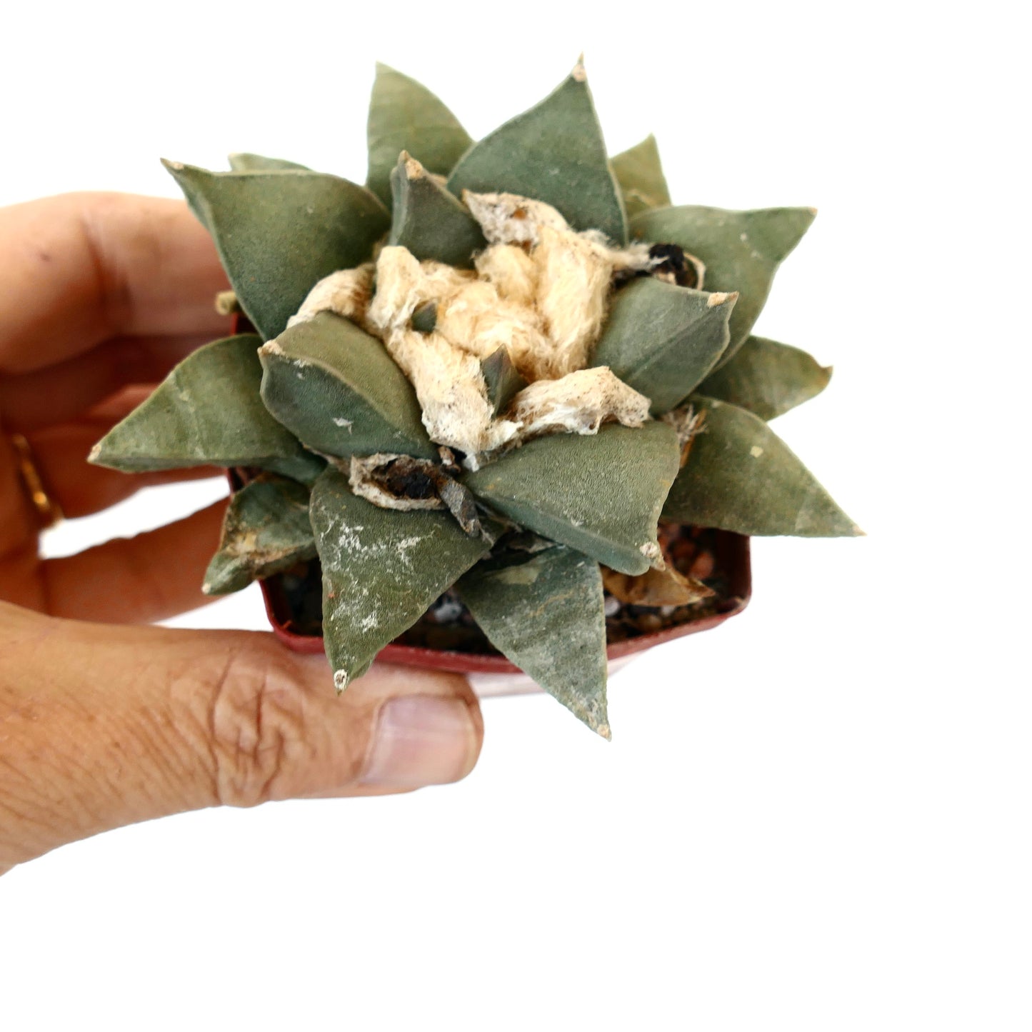 Ariocarpus retusus var. panarottoi GREEN FORM B2B