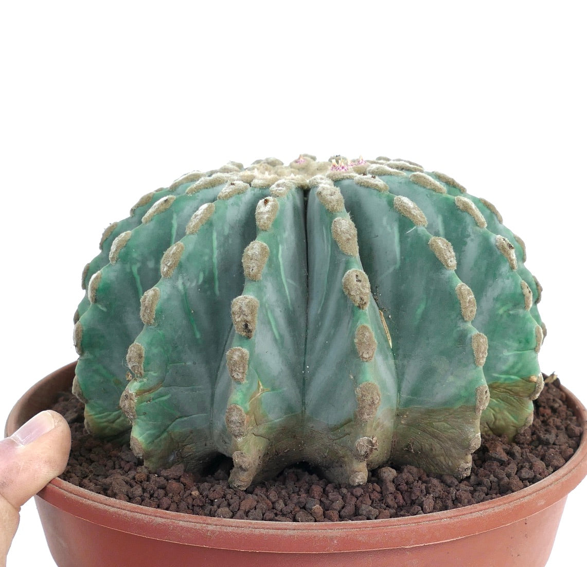 Ferocactus glaucescens var. inermis 271K