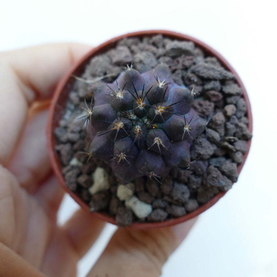 Copiapoa griseoviolacea WE309