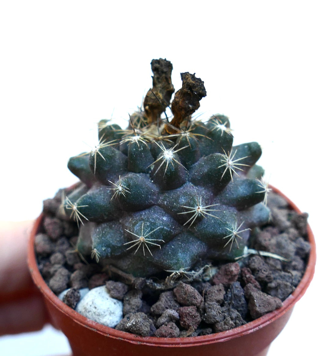 Copiapoa humilis X Copiapoa tenuissima WE331