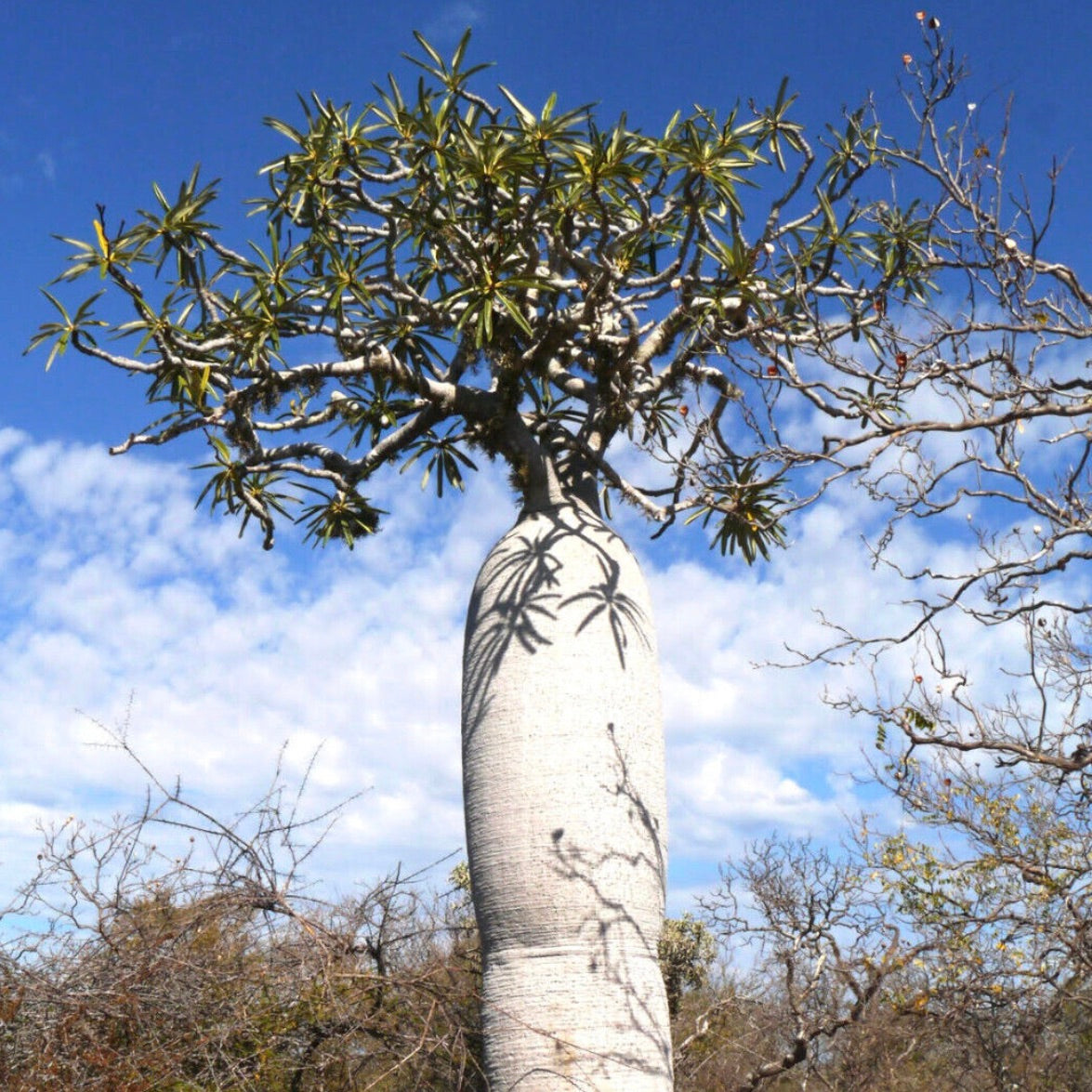 Pachypodium geayi (Mont Eliva, Madagascar) BAOBAB 6cm