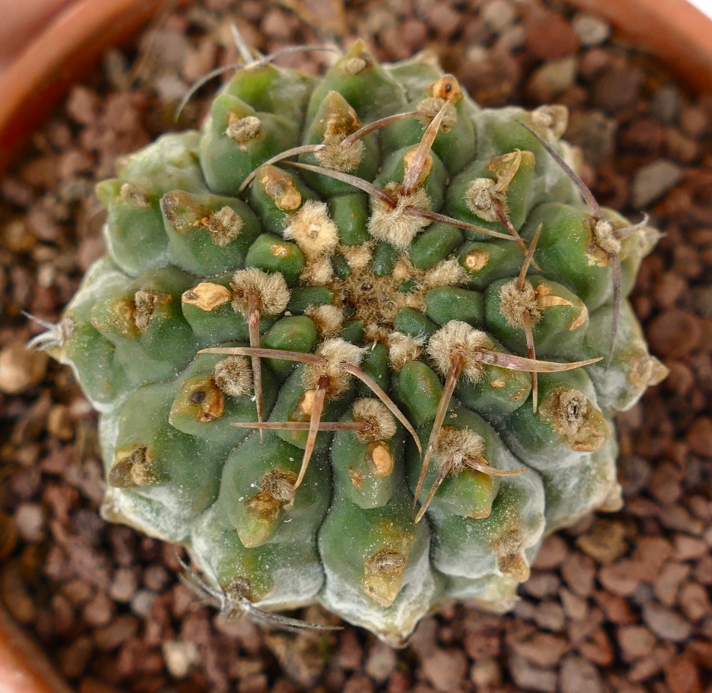 Gymnocalycium vatteri B27