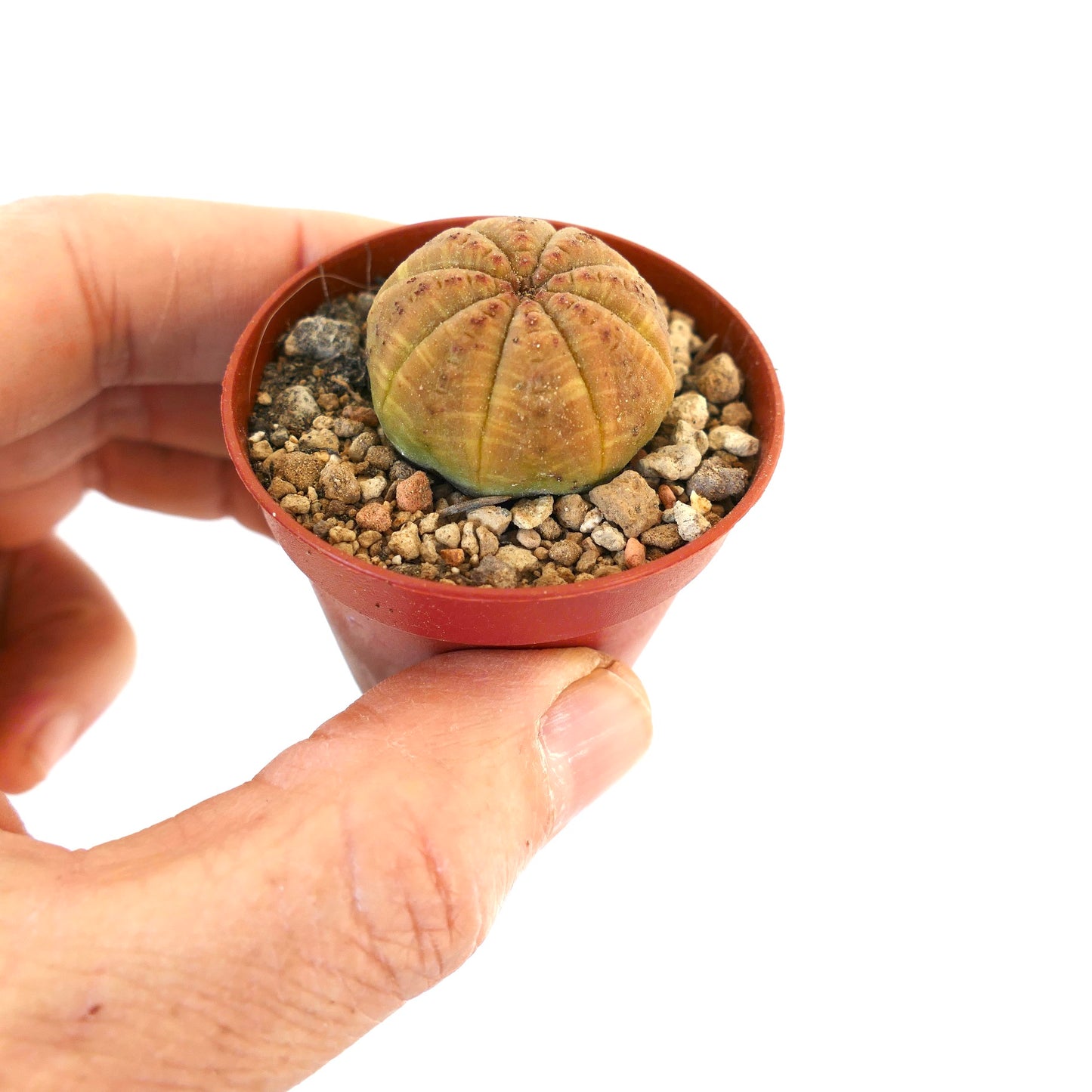 Euphorbia obesa ORANGE BODY NA3