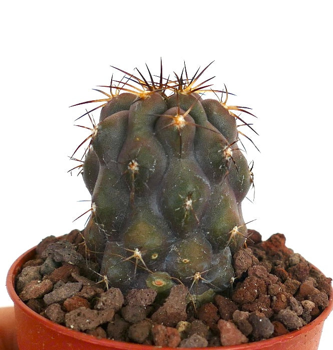 Copiapoa cinerea X Copiapoa goldii MES94