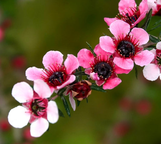 Leptospermum scoparium "PANTELLERIA" light pink flowers 10-20cm