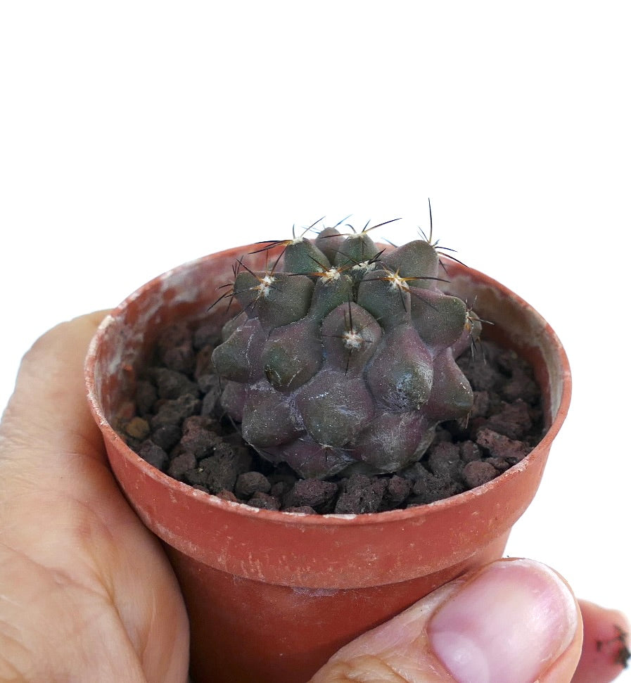 Copiapoa cinerea X griseoviolacea INE60