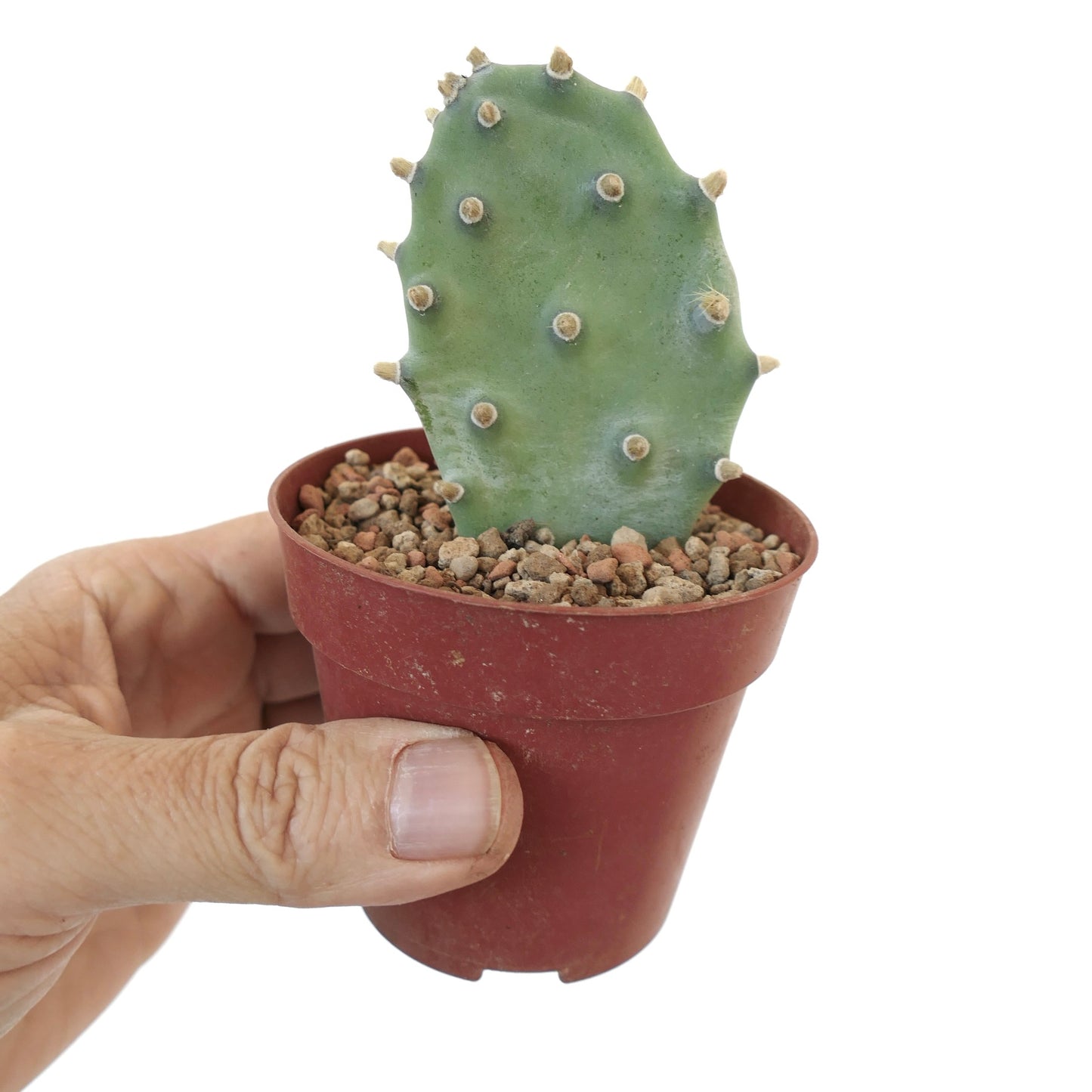 Opuntia sp. "BAKAMI" ex Thailand (unrooted) S3