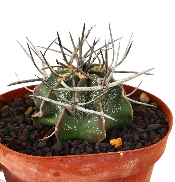 Astrophytum capricorne cv BUFFALO (syn. Taiho-gyoku) RM2