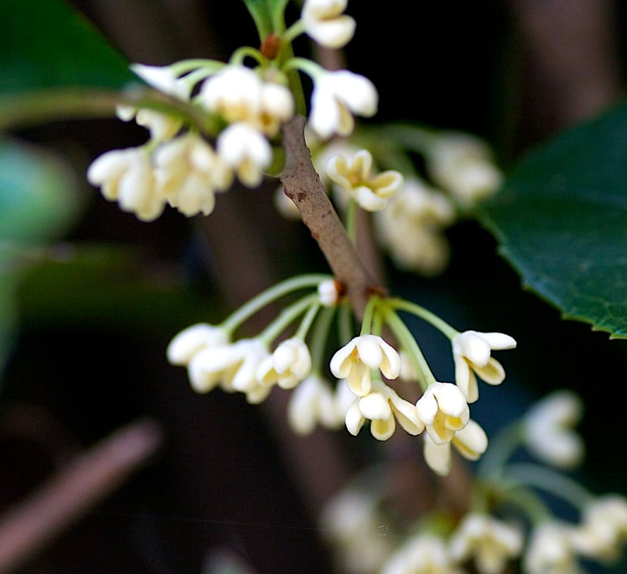 Osmanthus (sin. Olea) fragrans 40-60cm