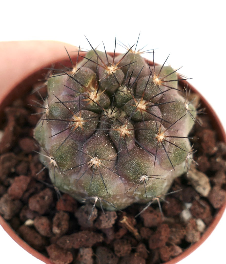 Copiapoa cinerea X Copiapoa goldii 88Y