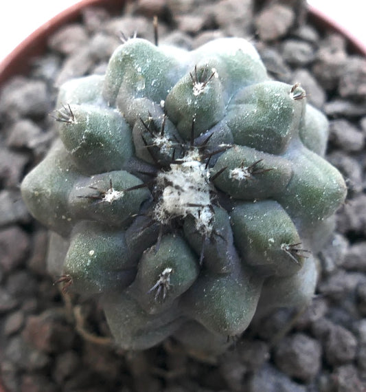 Copiapoa cinerea KIKKO X hypogaea C071