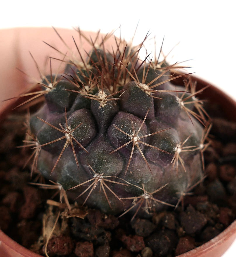 Copiapoa variispinata X serpentisulcata AQ12