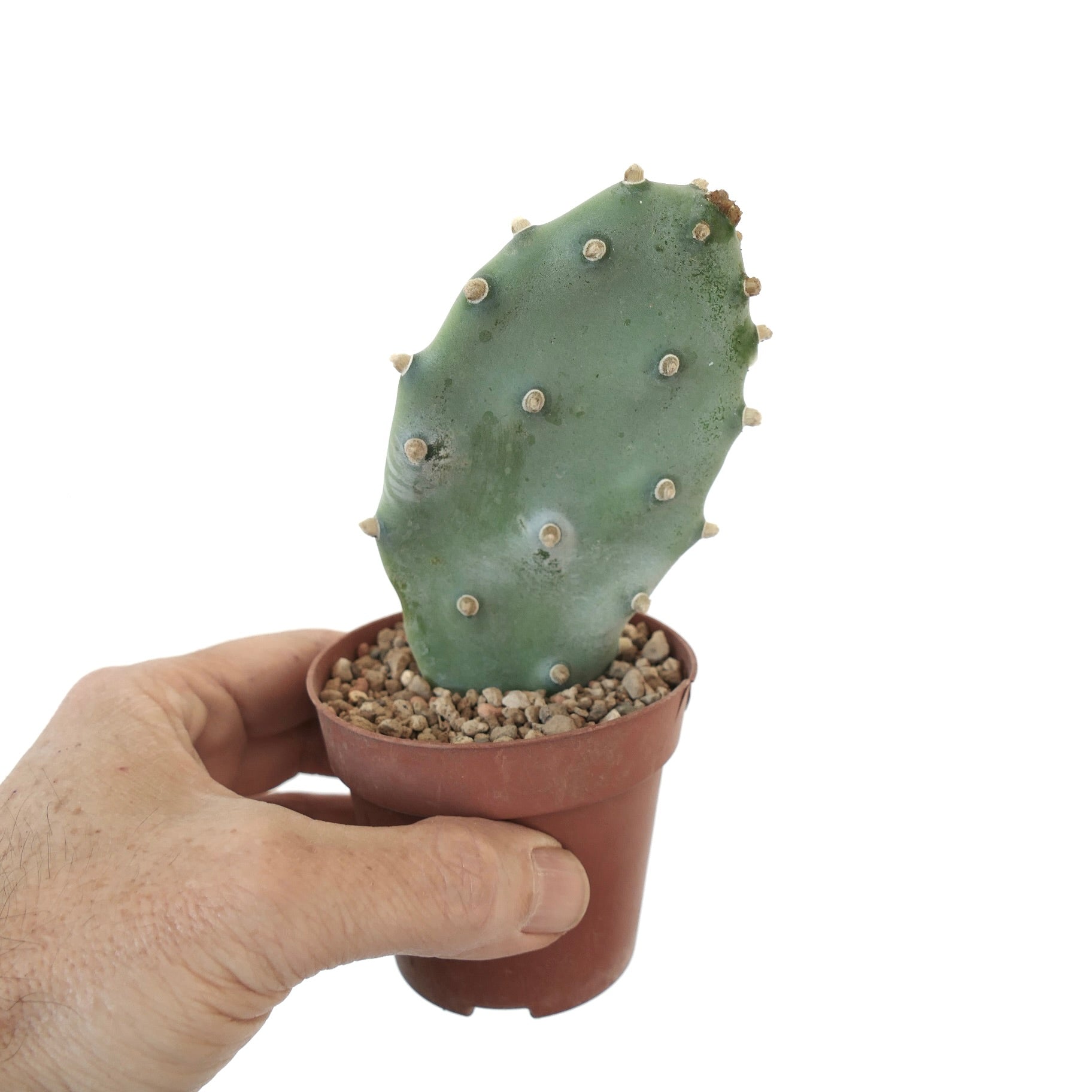 輸入苗 opuntia spec oklansis オプンチア サボテン Opuntia（オプンティア）属 | Botanical Archive | あなたの空間