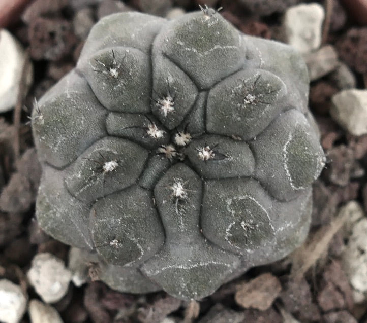 Copiapoa cinerea var. nudum X Copiapoa hypogaea PES3